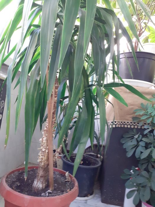 Палма Юка над 1,60 см.