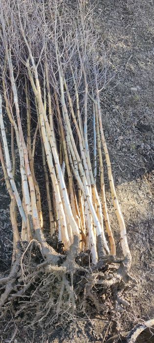 Salcâm frasin paltin fag carpen mesteacăn tei brad pin molid