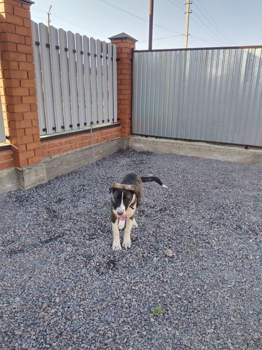 Продам щенок 3 месяц