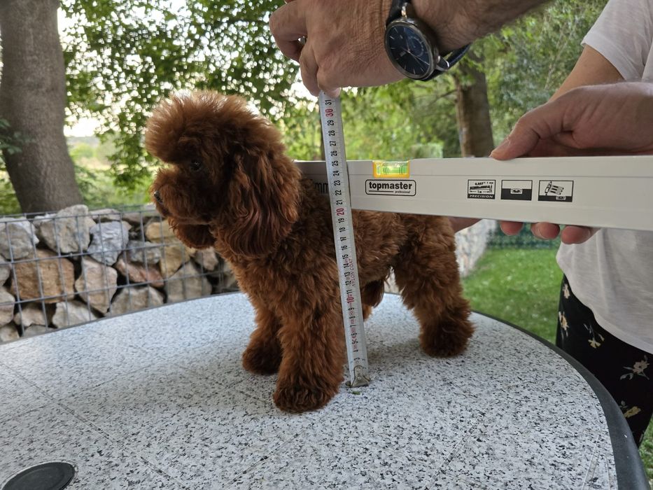 Микро пудел [micro poodle] развъдник Хасково БАБХ