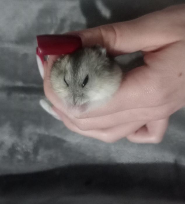 продам джунгарских хомяков