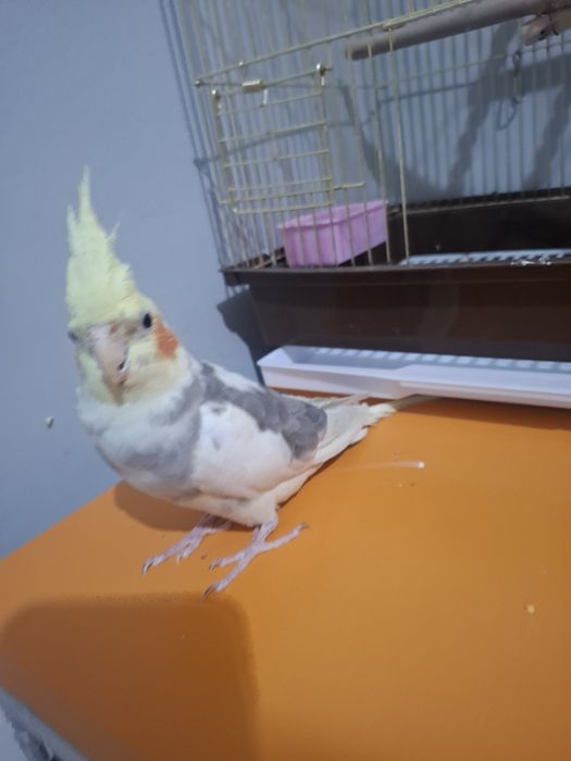 Продам попугая корелла мальчик 6 мес.