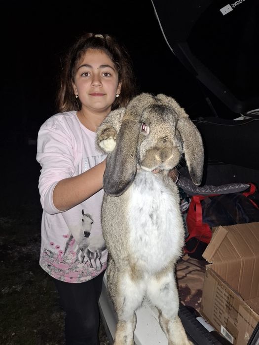 Vand iepuri berbec  german