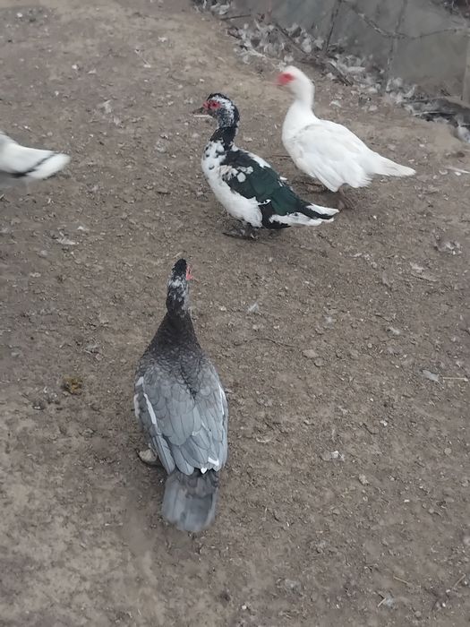 Vând rațe mute/ leșesti!