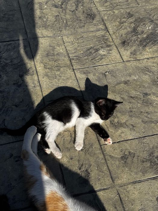 Котенца на 2 месеца