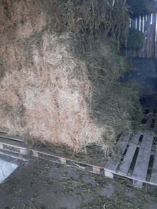 Lucerna coasa 3 recoltata și depozitați in condiții optime