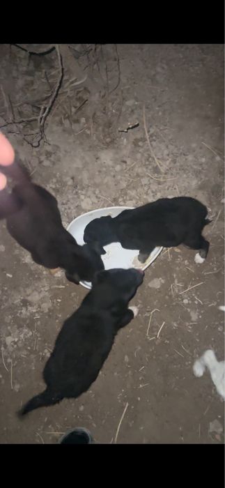 Кущык папасы алабай мамасы простой