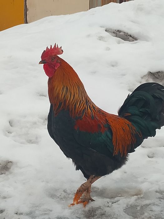 Простой қораз ннннн