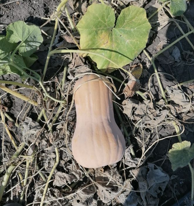 Vând dovleac plăcintar