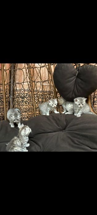 Котята шотланские