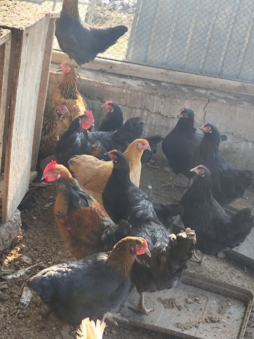 Куры тауыки продам.