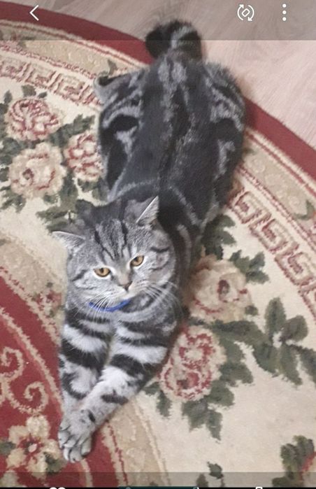 Продам  шотландских  котят