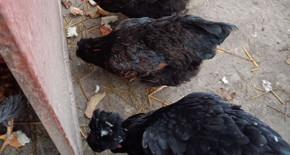 Pereche din rasa Strumki