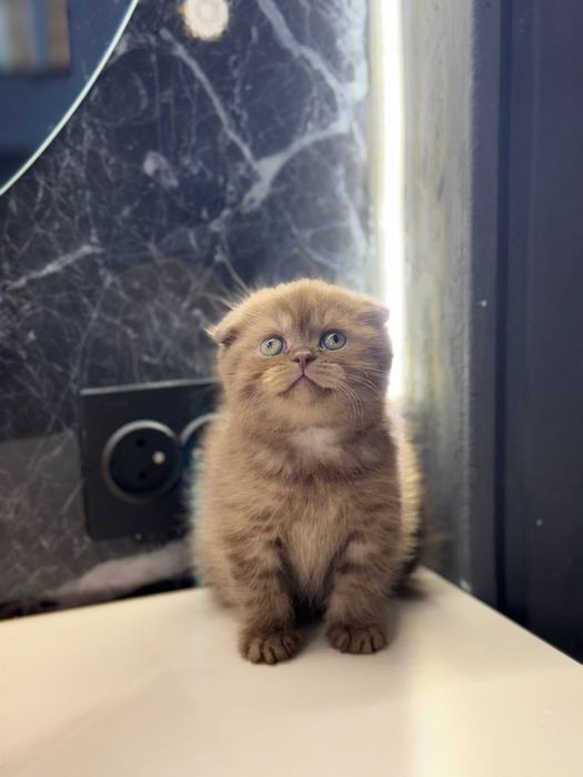 Британский веслауха шоколад
