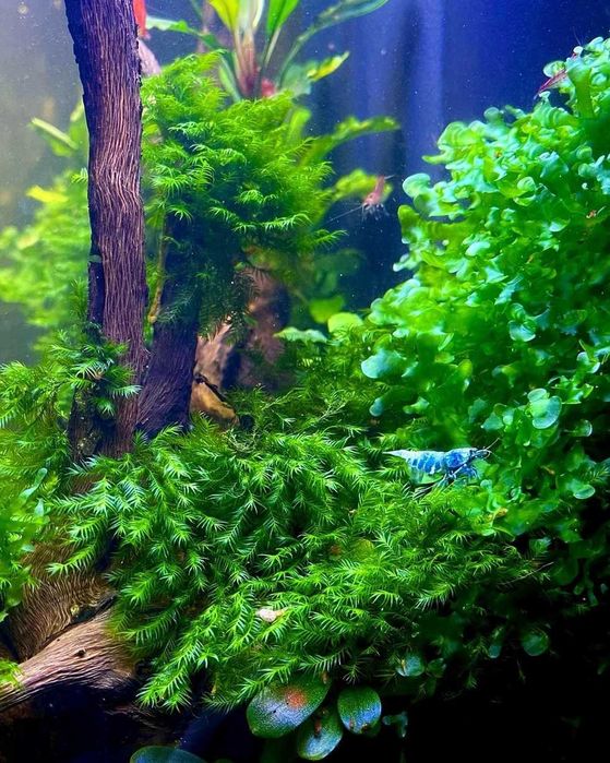 Plante Muschi de acvariu/Coral Moss/Fissidens Fontanus/Christmas/Pelia