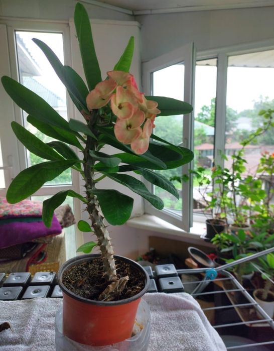 Комнатное растение Молочай Миля