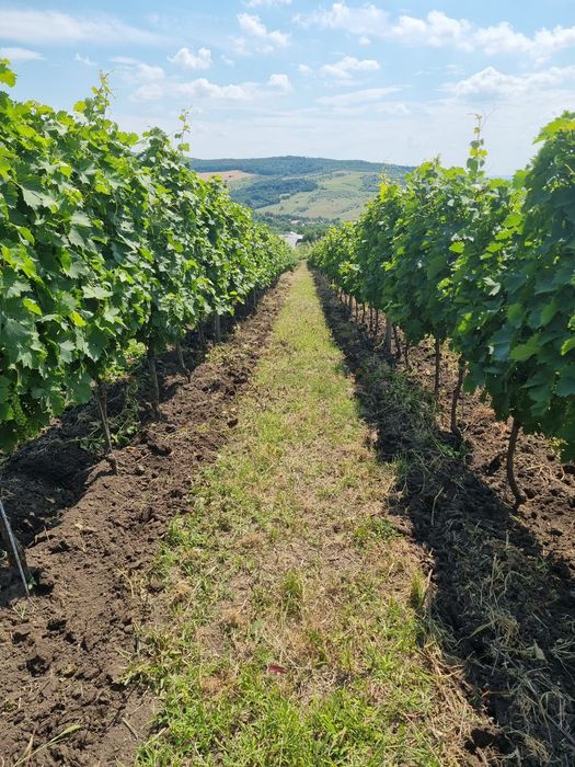 Struguri Tămâioasă Românească, Busuioaca de Bohotin, Aligote