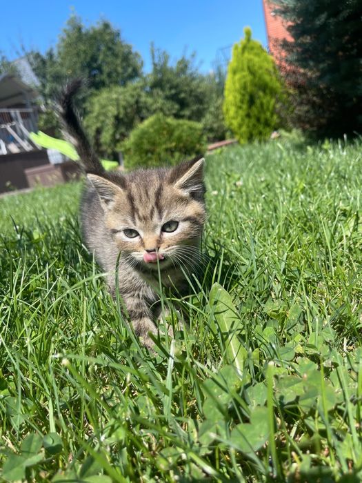 Котята британцы
