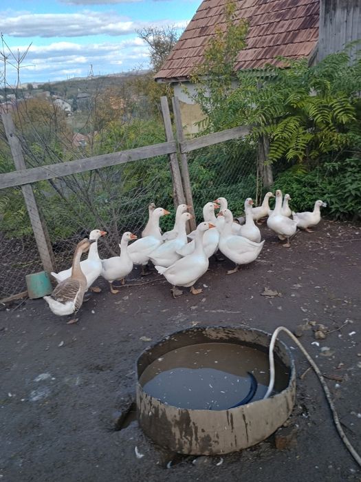 Gaste tinere și rate taranesti de vanzare