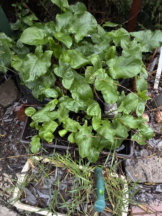 Разсад Змийска Хурка