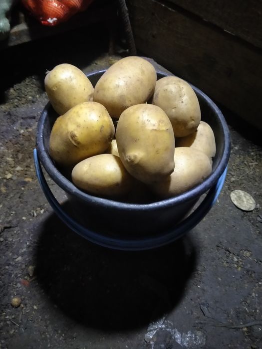 Картофель дачный.Продам