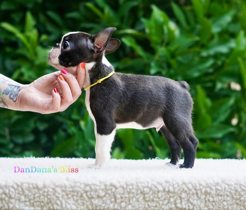 Boston terrier cu pedigree - baietel