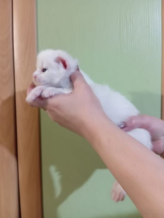 Котята породы Мейн Кун