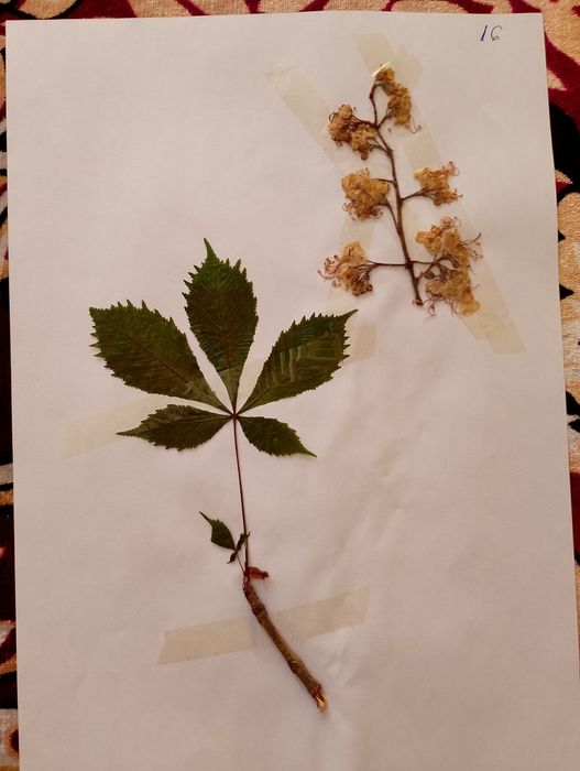 Ierbar scolar planșe A4