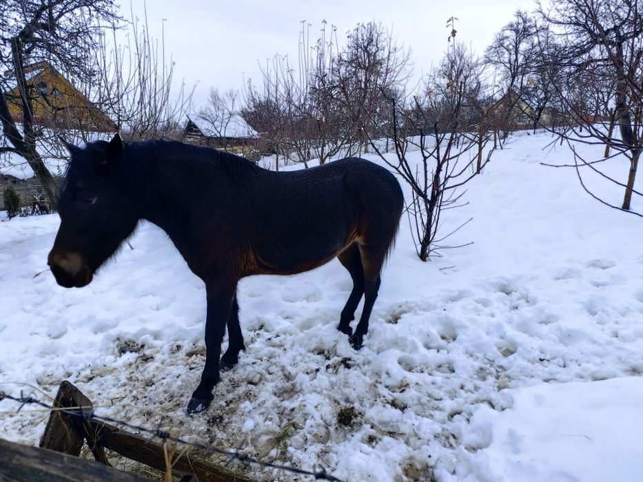 De vânzare Iapă tânără