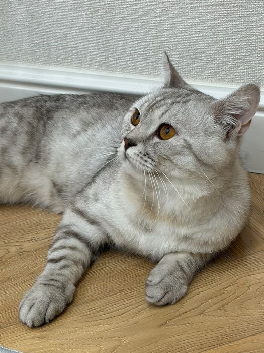 Продаю кота Скоттиш страйт