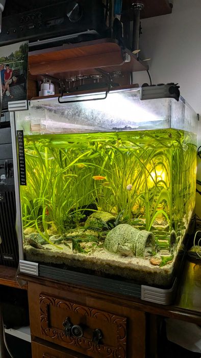 Acvariu sticla curbata 85L (60 x 37 x 40 CM) complet echipat, cu filtru extern
