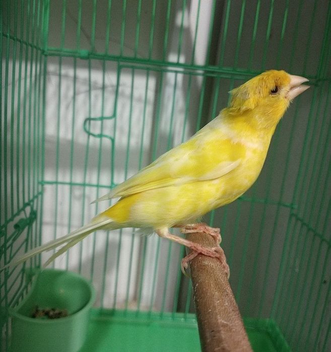 Kanareka chubli saru nar sotiladi