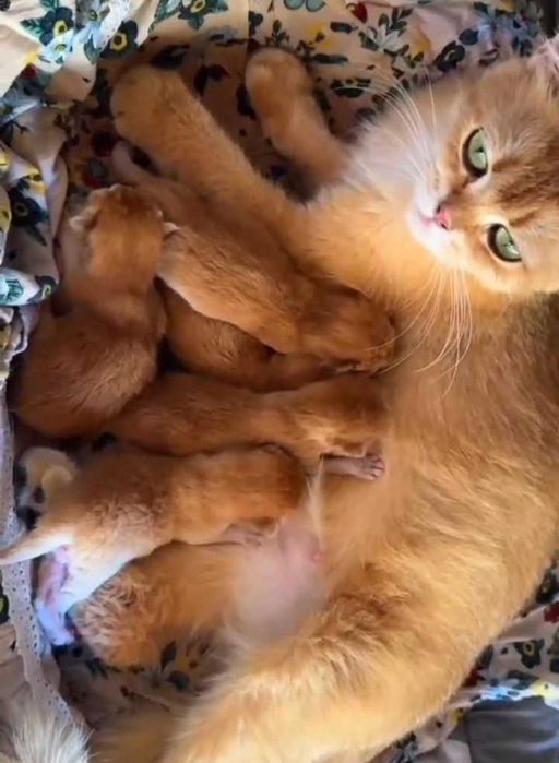 Котенок Британ шиншила ню 12