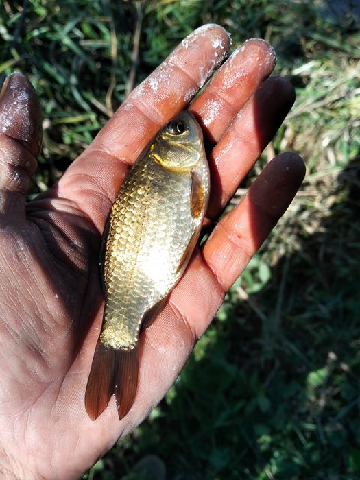 Caras viu pentru populare