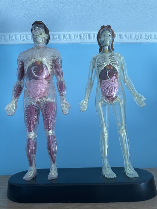 Colectie corpul uman deagostini