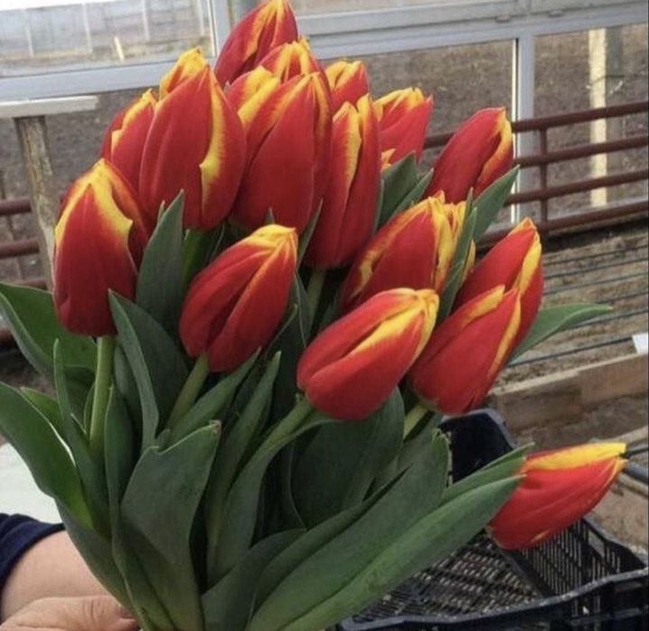 Тюльпаны для органицаций