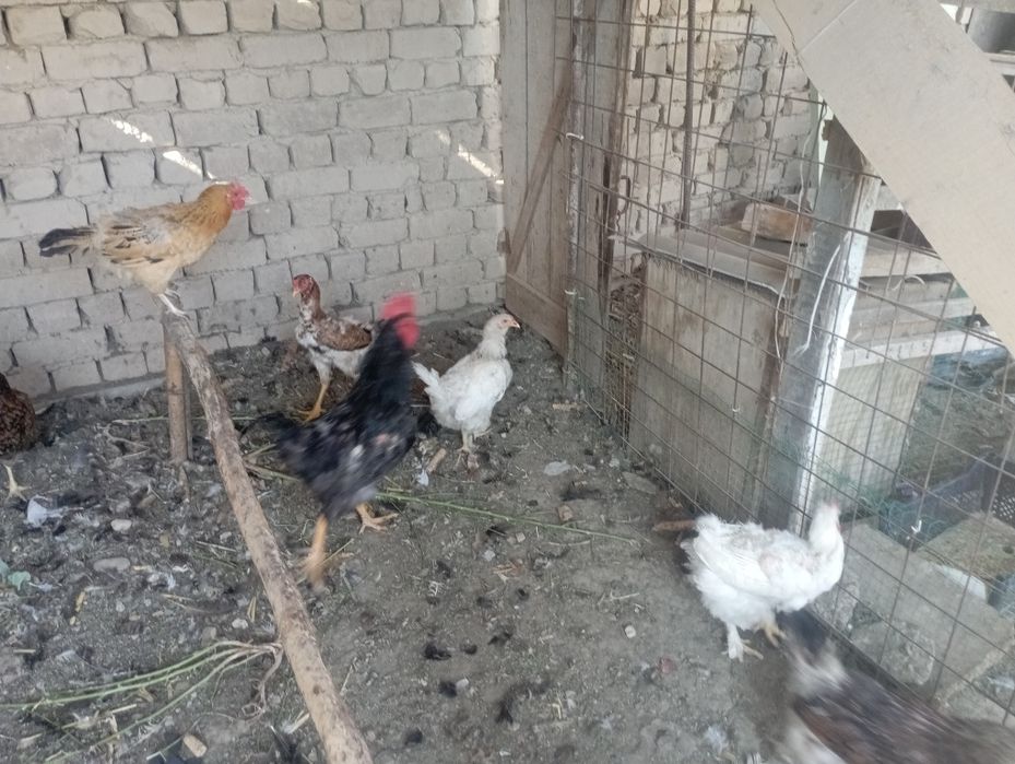 Jaydari tovuq xoʻrozlar sotiladi