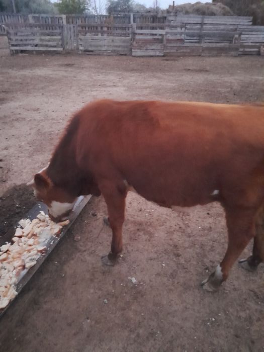 Продам бычков 3 головы