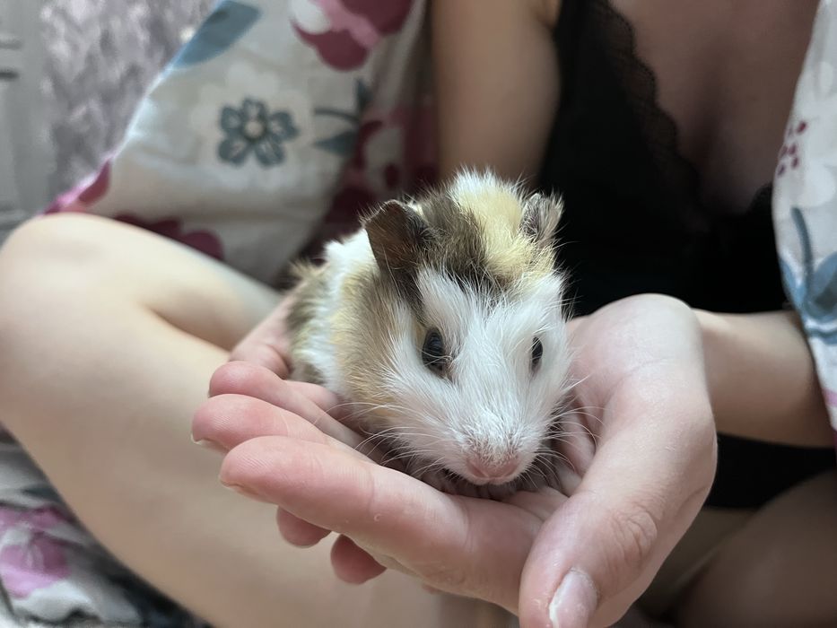 Продам морских свинок девочку и мальчика