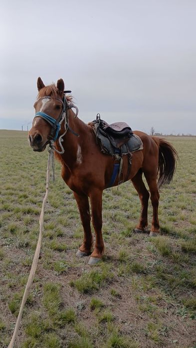 Продаётся жеребец