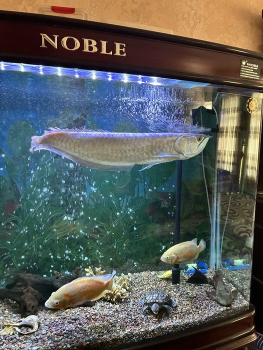 Аквариумные рыбы