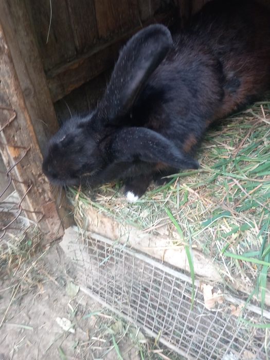 Vânzare iepuri  o luna ,un an 4 buc.