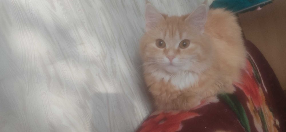 Отдам кошку в добрые руки