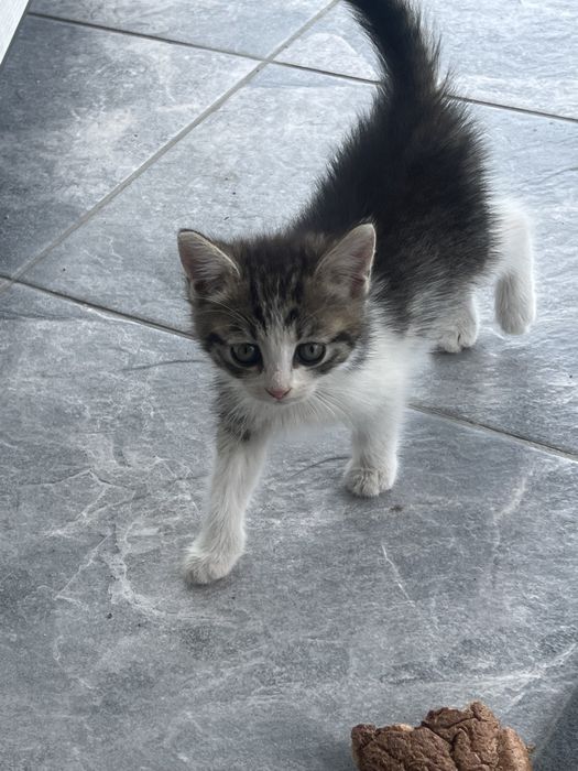 Котята в хорошие руки