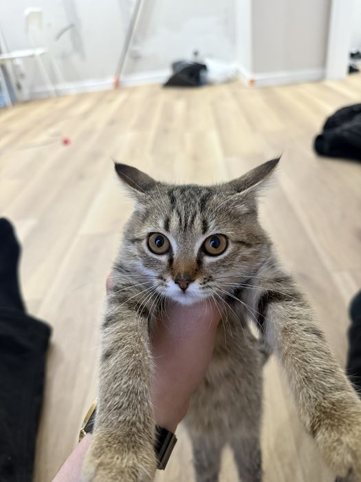 Отдам котенка в добрые руки