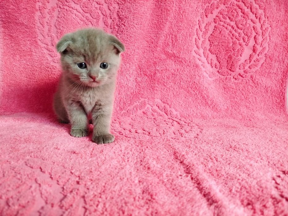 Котята Британцы .