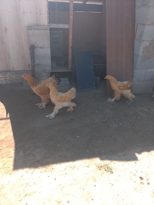 Продам кур и цыплят