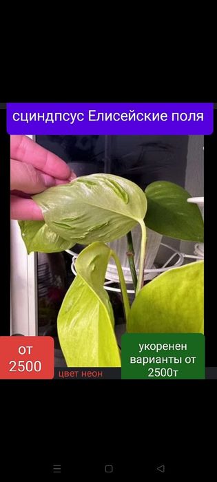 Сциндпсус от 1800т