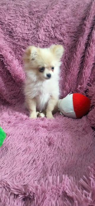 Щенок помчи мальчик