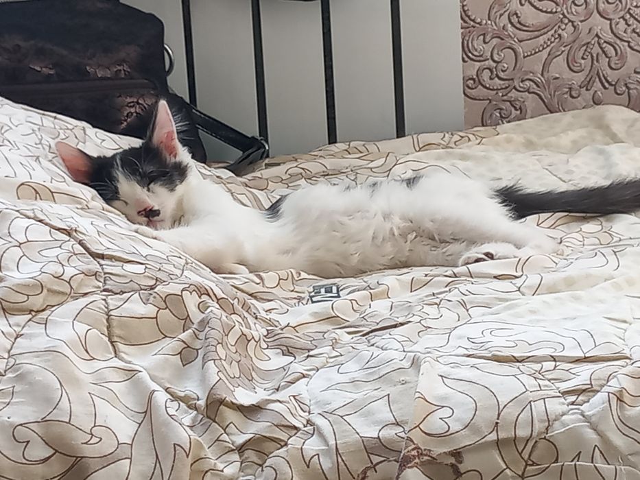 Домашний кошки...